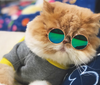 Pet Cat & Dog Glasses