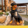 LED Solar Light Dog Lantern