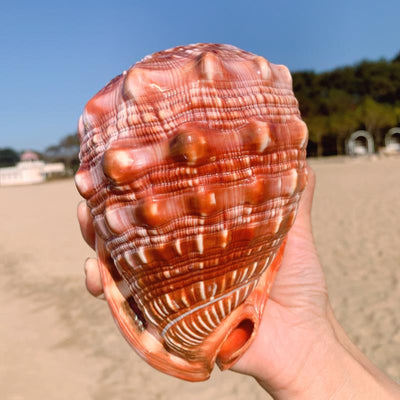 Sea Shell Aquarium Ornaments