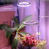 Angel Three Ring Grow Light