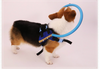 Blind Dog Visually Impaired Bumper Collar Harness