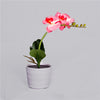 Solar Orchid Pot Lamp